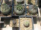 Euphorbia obesa