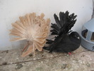 Rotari