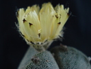 Astrophytum