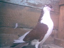 Imag026