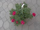 27.04.2009 024
