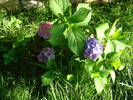 hortensie
