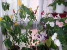 Flori in Septembrie