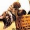 animale__avatare-cu-pisicute-44_jpg_85_cw85_ch85