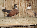 P9061593