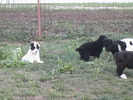 poze 04.05.2009 174