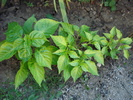 Habanero Peppers (2009, August 04)