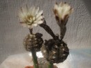 DSCF0526