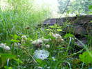 DSCF2627