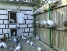 DSC01303