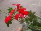 Picture 021