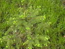 IMGA0462
