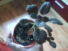 Episcia Chocolate Cream