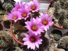 Echinocereus blanckii v berlandierii