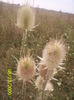 Dipsacus fullonum