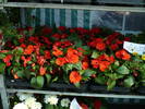 Impatiens