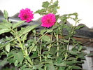 DSC09786