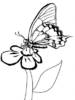 normal_fluture3[1]