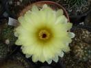 Notocactus scopa