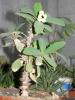 Euphorbia croizatii