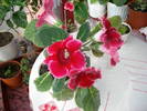 Gloxinie rosie  creata