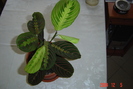 maranta