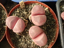 DSC01552