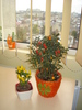 SOLANUM