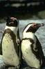PINGUIN