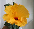 Hibiscus galben gofrat 3