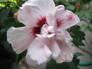 Hibiscus gr. alb 3 sept 2009 (2)