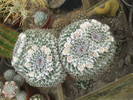 Mammilaria saint-pieana