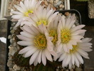 echinocereus_pulchellus_ssp.sharpii_HK 1825