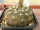 Gymnocalycium bodenbenderianum