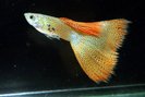 guppy9