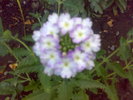 verbina