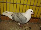 11044 thuringer schildtauben 0