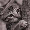 avatar pisicute 12848