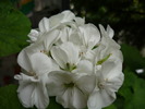 P1010391