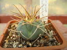 Gymnocalycium cardenasianum