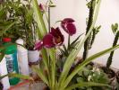 miltoniopssis