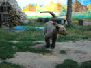 Picture 025