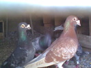 R@k!w-foto010