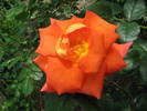 Trandafir portocaliu (la Poboru)i