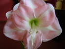 amaryllis 2009