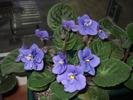 violeta albastra