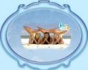 sirene pt totdeauna