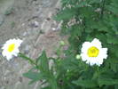 MARGARETE