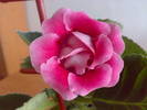 Roz dublu