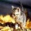 animale__avatare-cu-pisicute-36_jpg_85_cw85_ch85